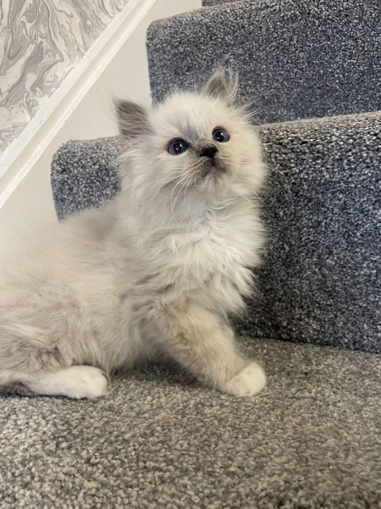 Pedigree Maine Coon X Pedigree Ragdoll Kittens 