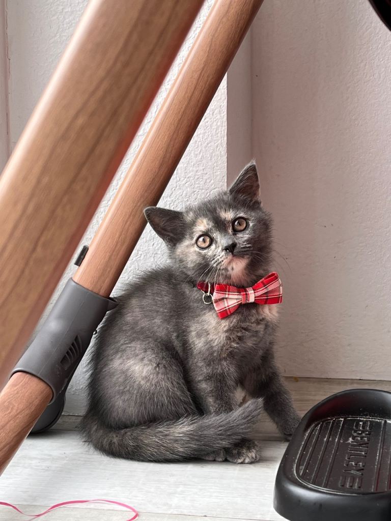 Kitten for sale 