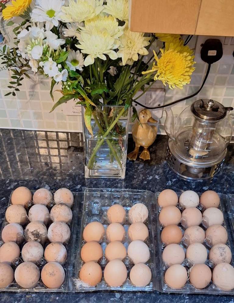 Fresh Free Range Hens Eggs 