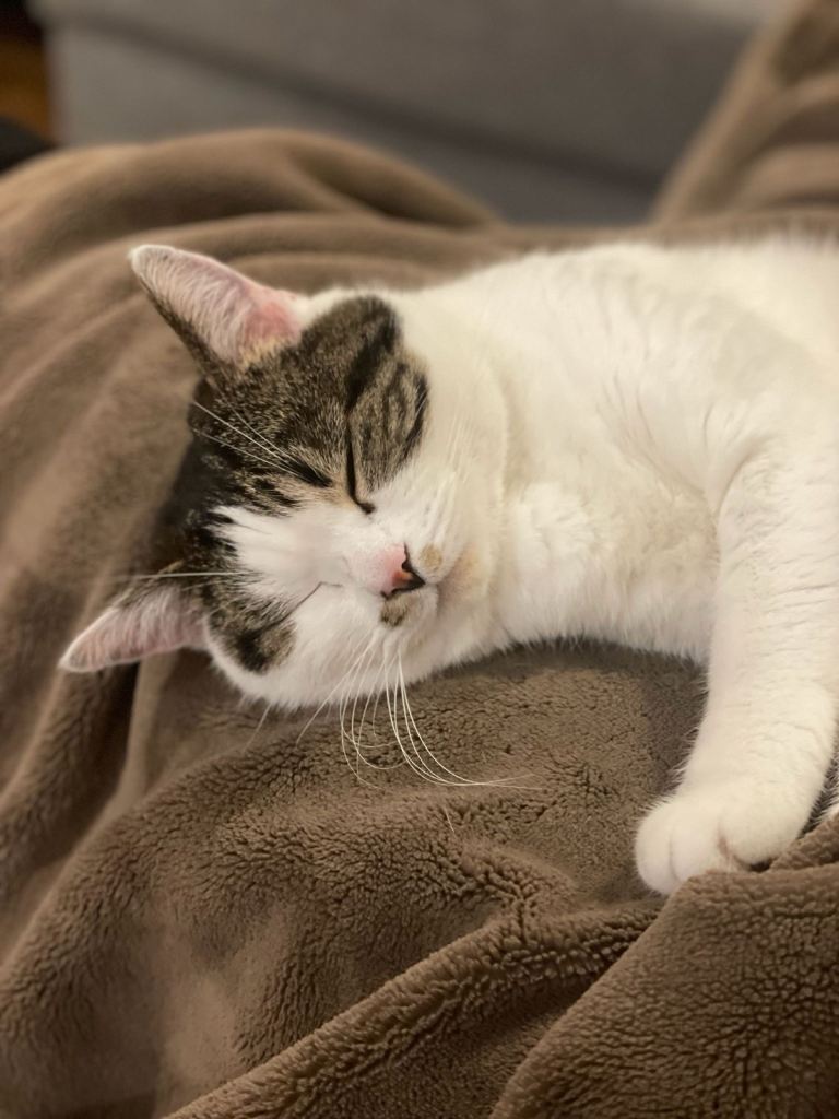 Gentle cat seeking a quiet forever home( rehome)