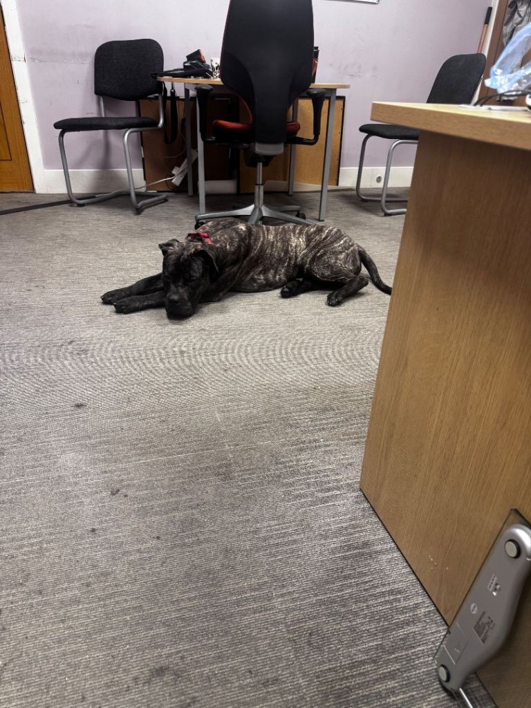 Gentle loving Cane Corso