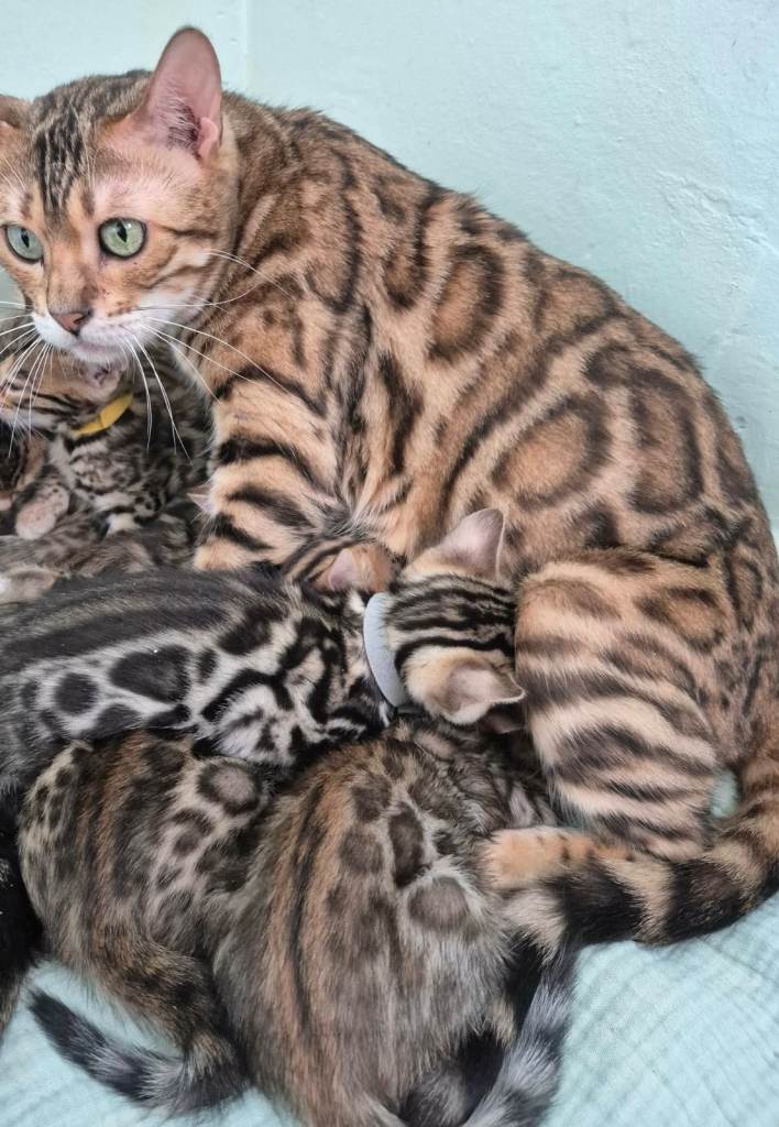 Stunning Bengal Kittens for Sale