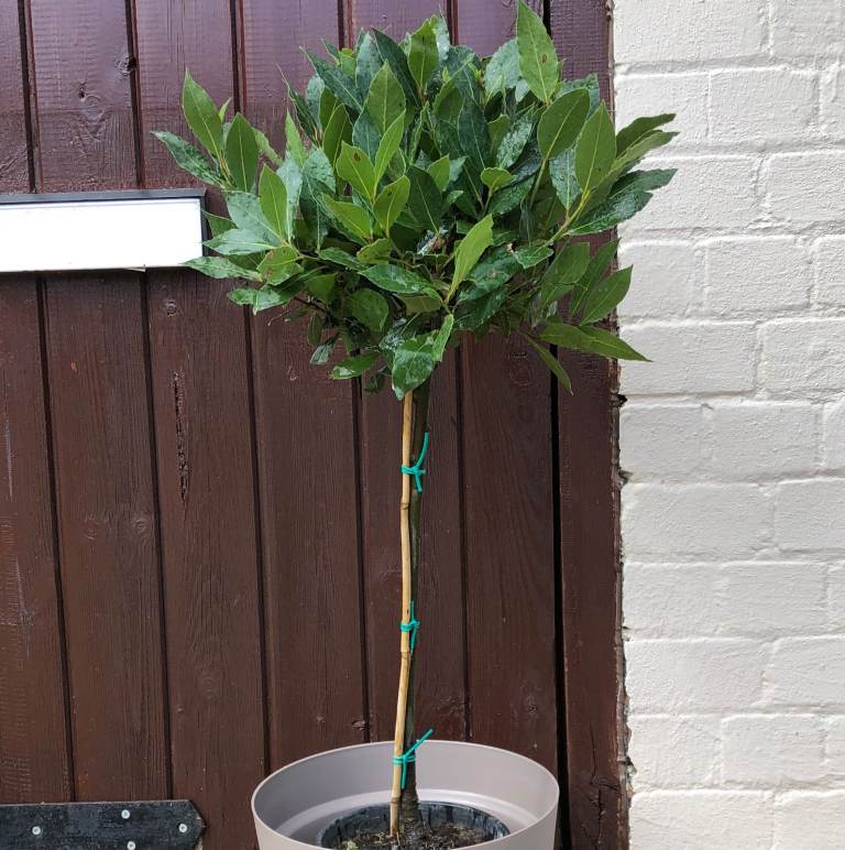 Bay Tree 🌿 RRP £59.99