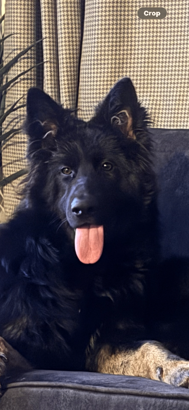 German shepard
