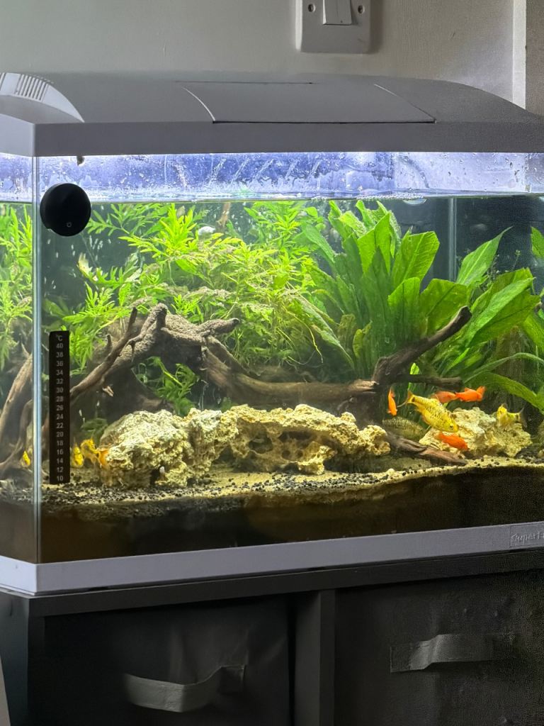 Fish tank 47litre with fish