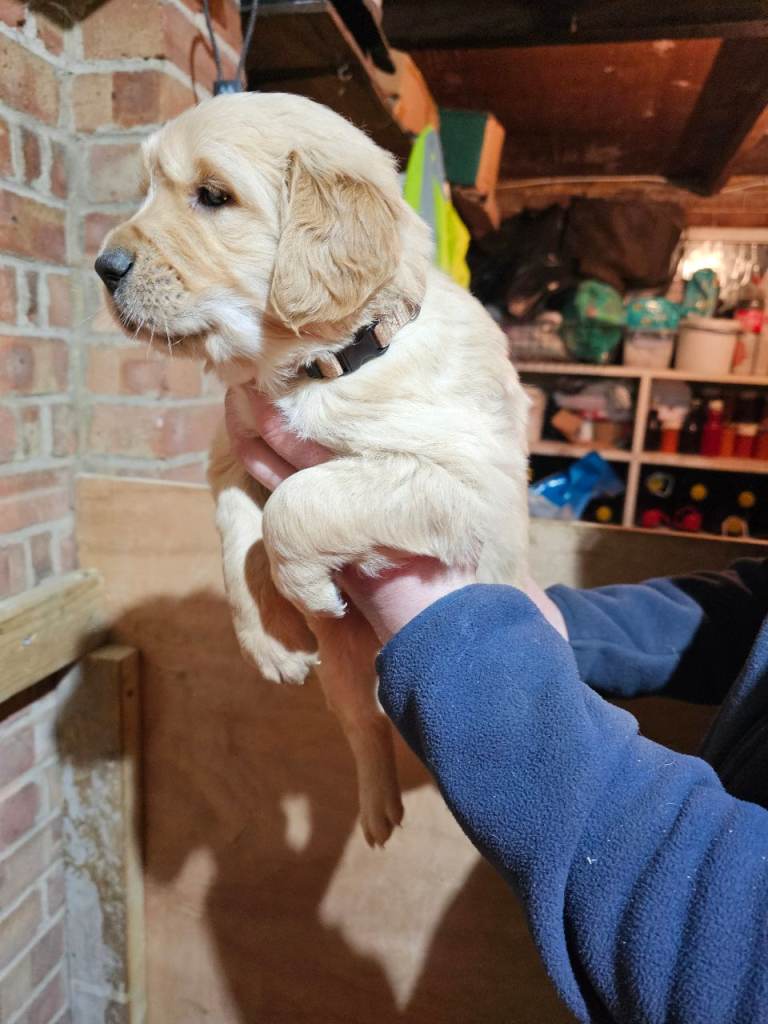 golden retriever puppy for sale