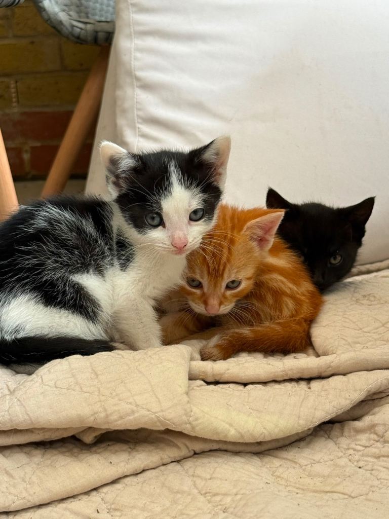 Kittens for sale 