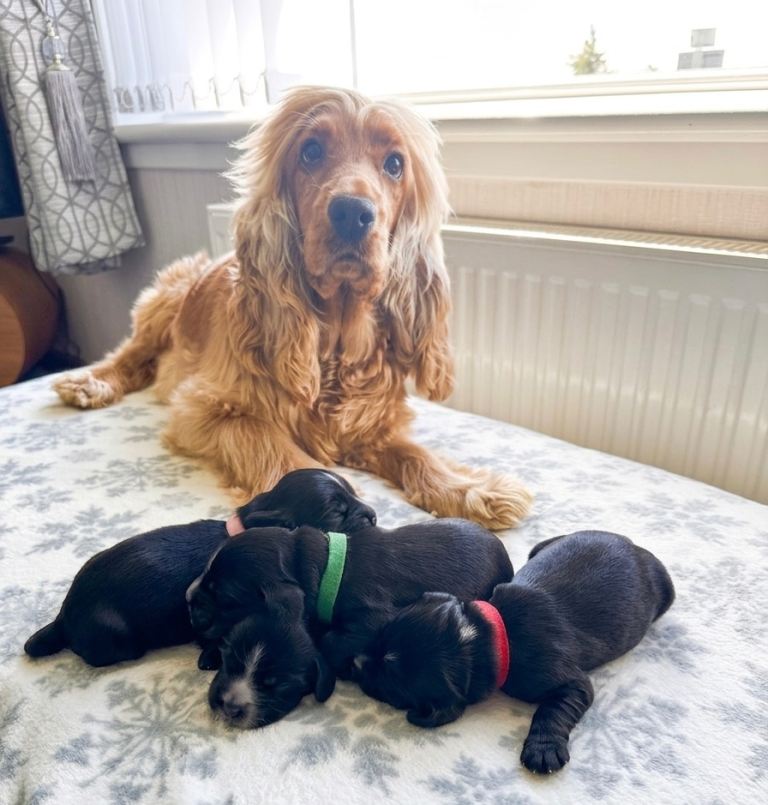 SHOW COCKER SPANIEL PUPPIES  