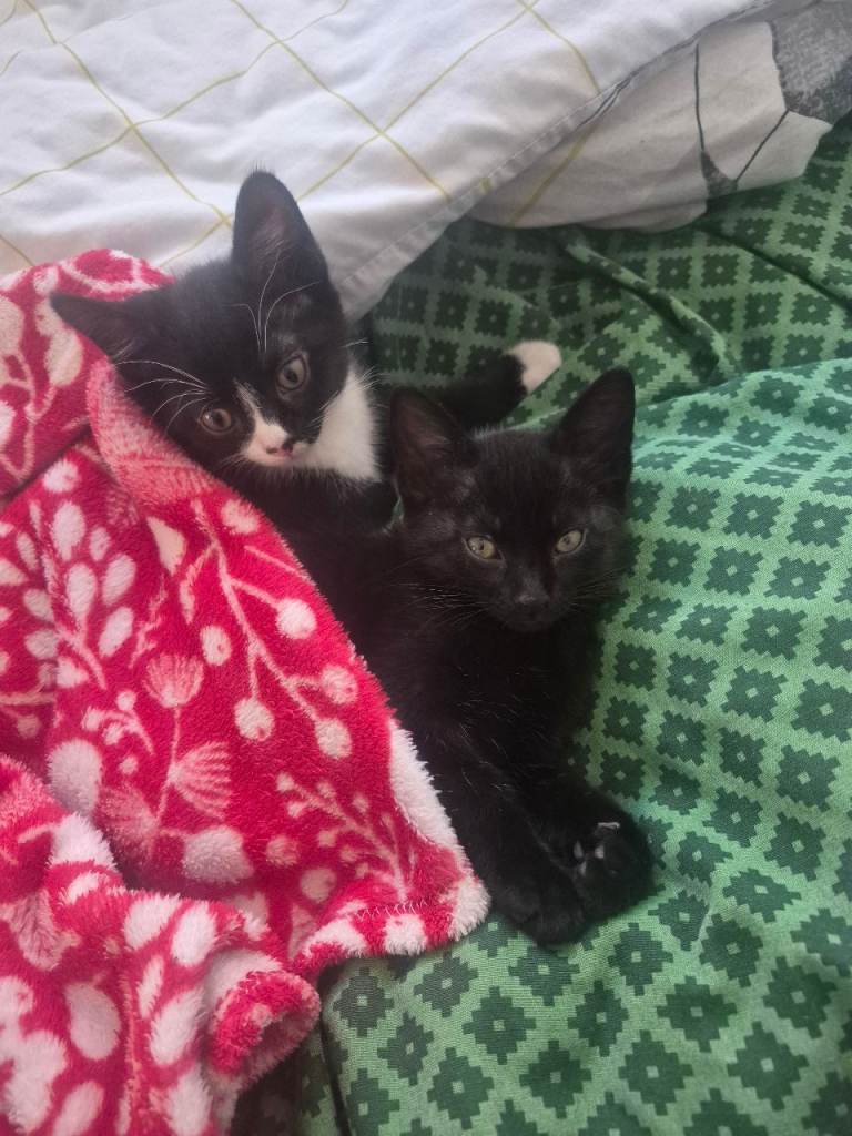 2 adorable kittens for sale