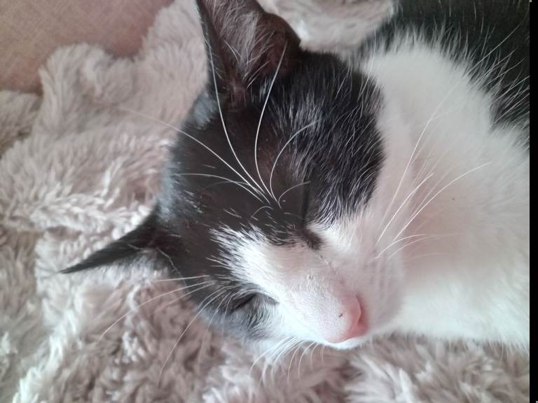12 month old female cat needs forever home asap