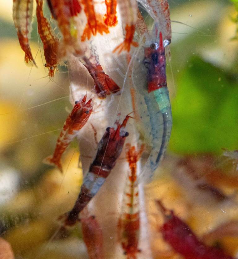 NEOCARDIDINA fresh water aquatic shrimps