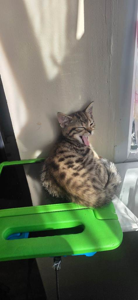 Very playfull kittens for sale