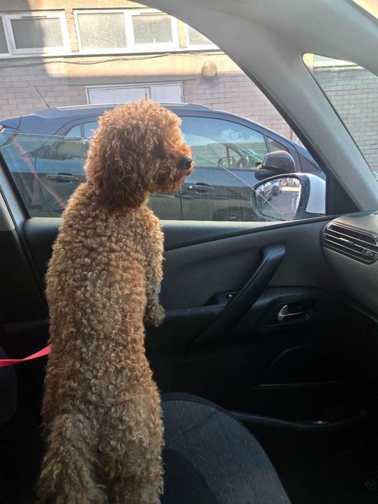 Cavapoo 