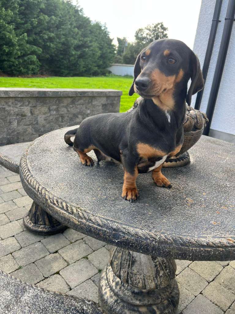 Female dachshund two years old 