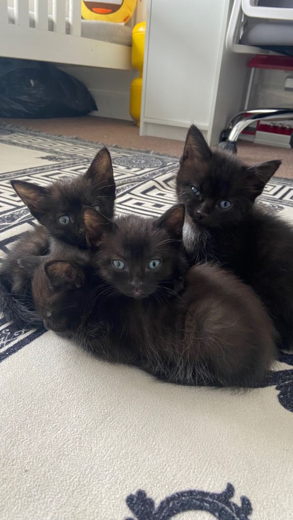 4 black baby kittens for sale 