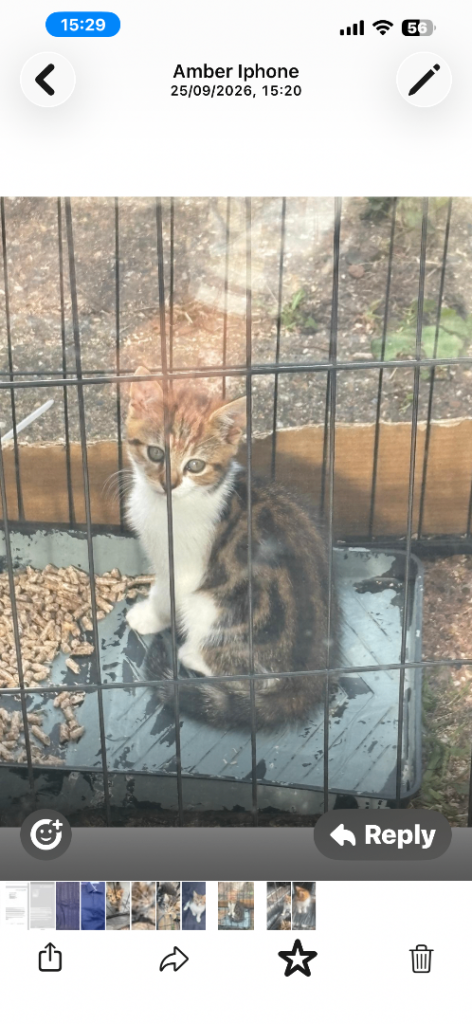 Female kitten