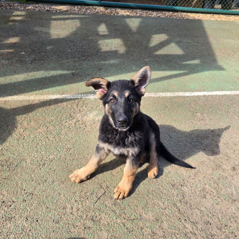 German shepherd girl 