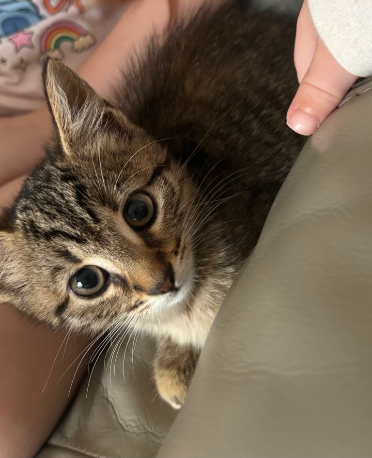 Stunning girl kitten