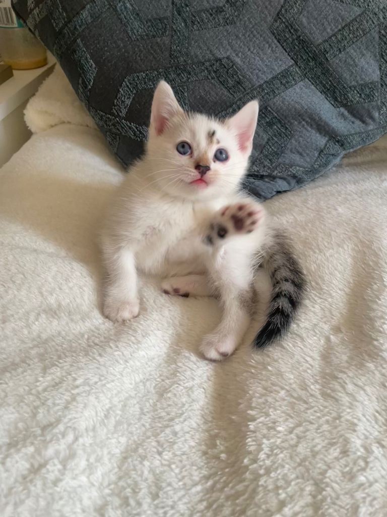 White kitten 