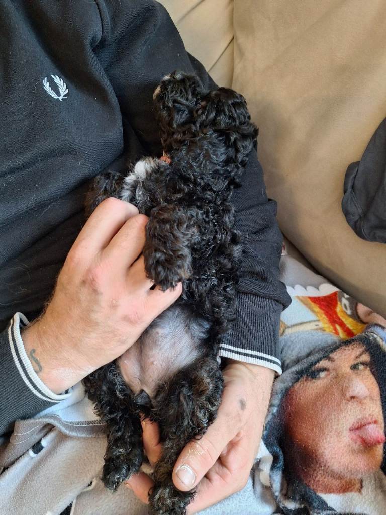 FB1 Cockapoo puppies 