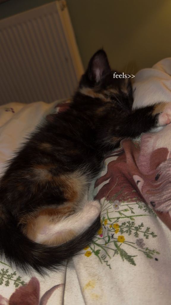Kitten
