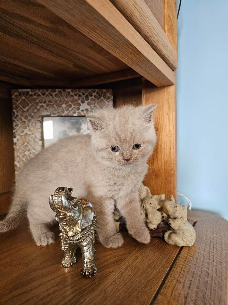 British shorthair kittens for reservations 