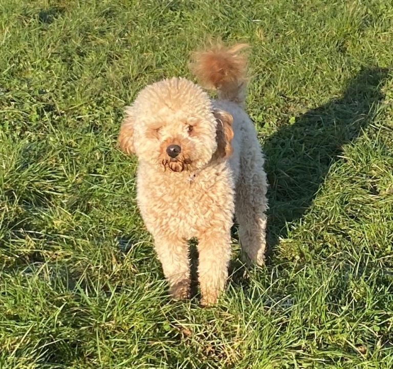 Miniature Labradoodle