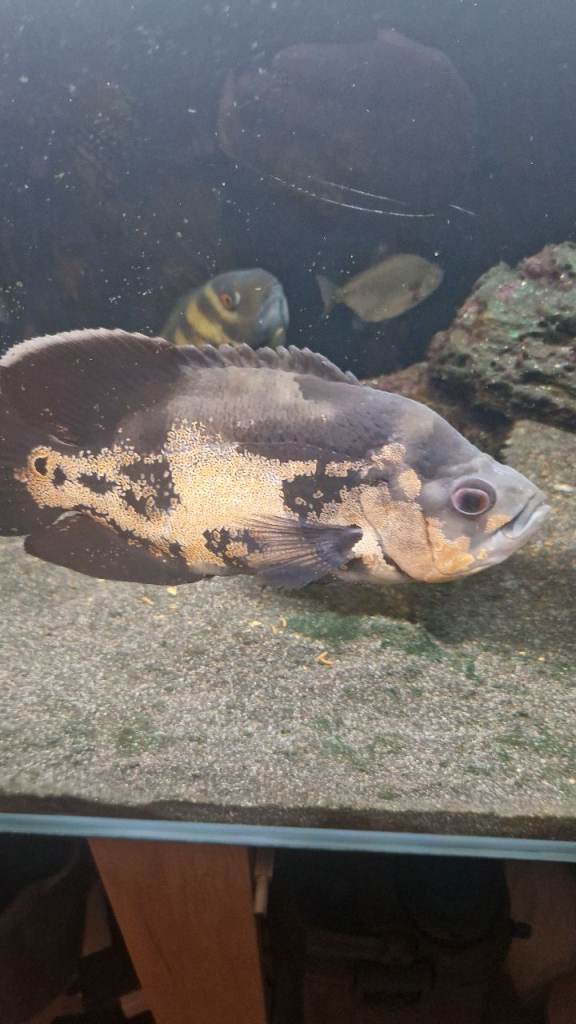 Tiger oscar 1 severum and 4 silllver dollars 