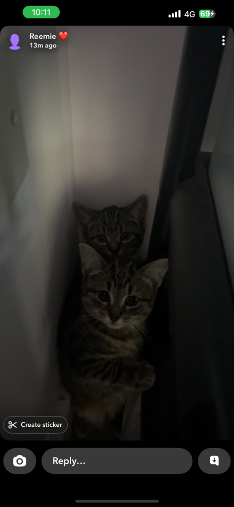 Kitten tabby boy and girl 