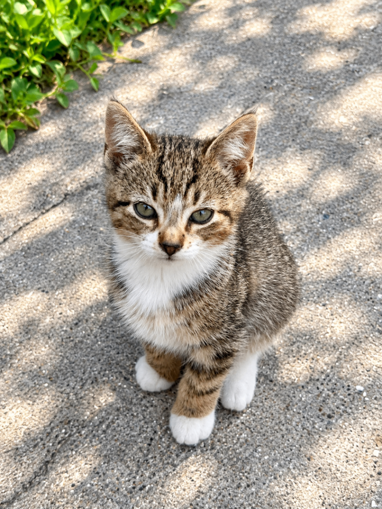 Lovely kittens