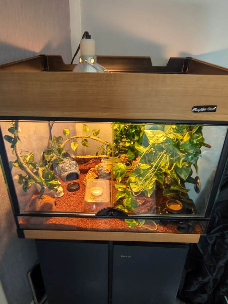 Baby Harley Quinn Crested Gecko with Vivarium 