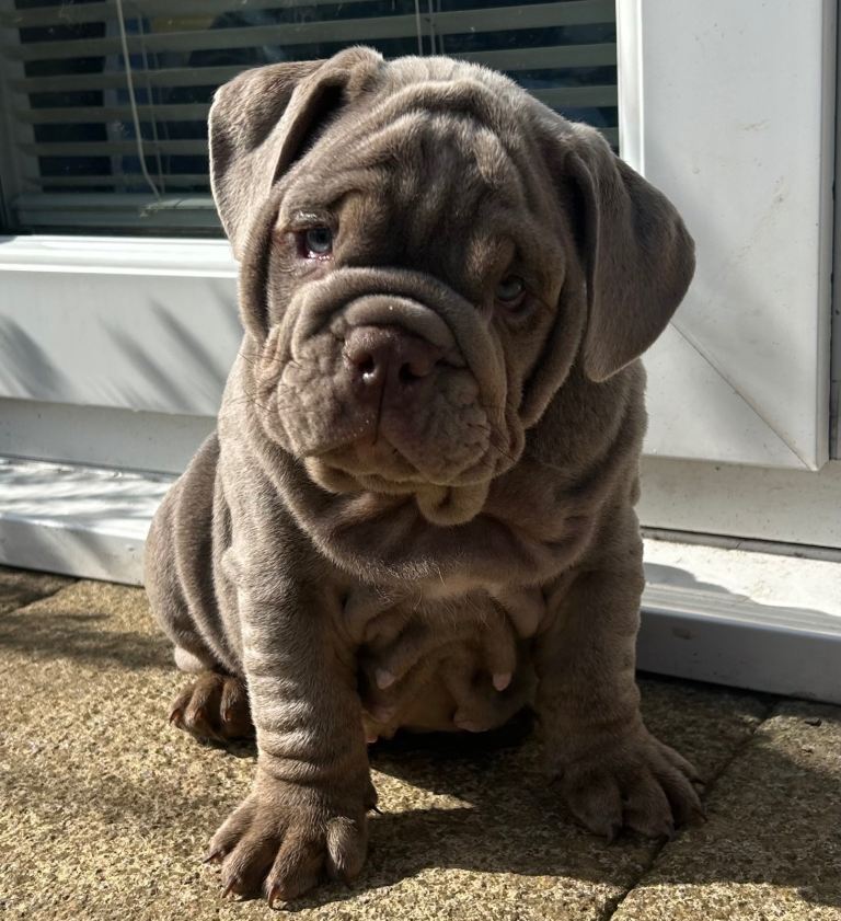  Last English bulldog puppy 🔥 