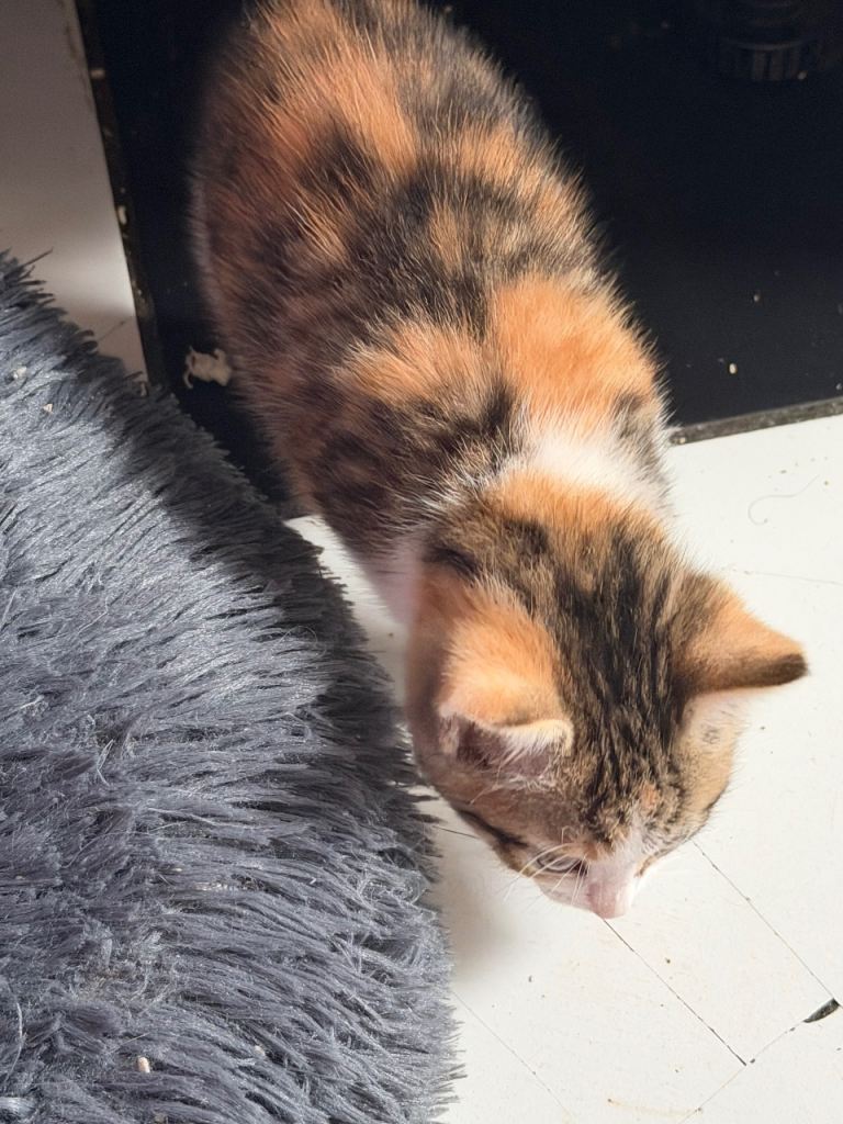 Kittens