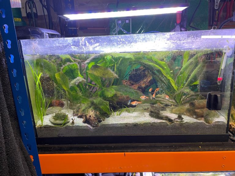 Fish tank with everything 