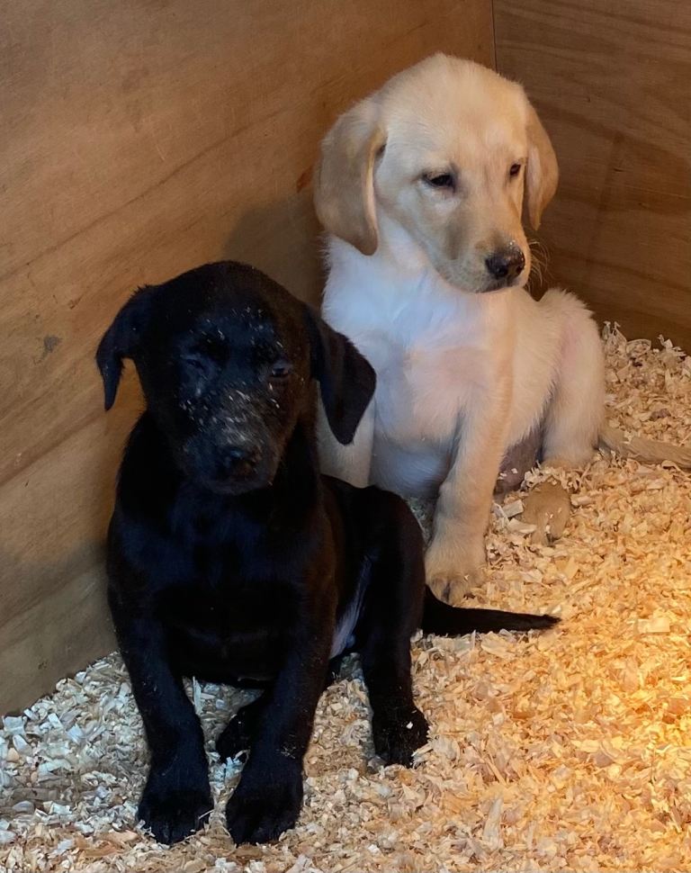 KC reg labrador pups