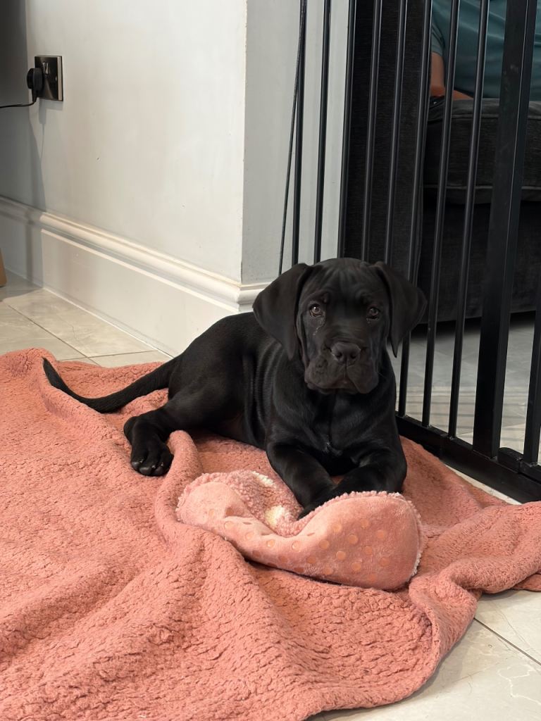 *Ready to collect* One Girl Available Champion Bloodline Cane Corso’s