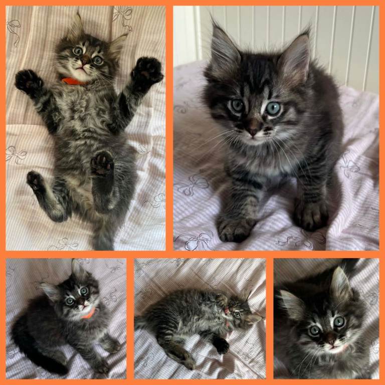 Beautiful Ragcoon kittens - Ragdoll/Maine Coon mix