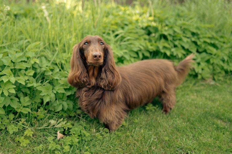 Miniature Long-Haired Dachshund