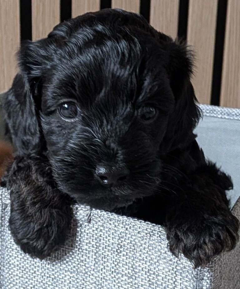 Cockapoo Puppy ( Last remaining pup from litter)