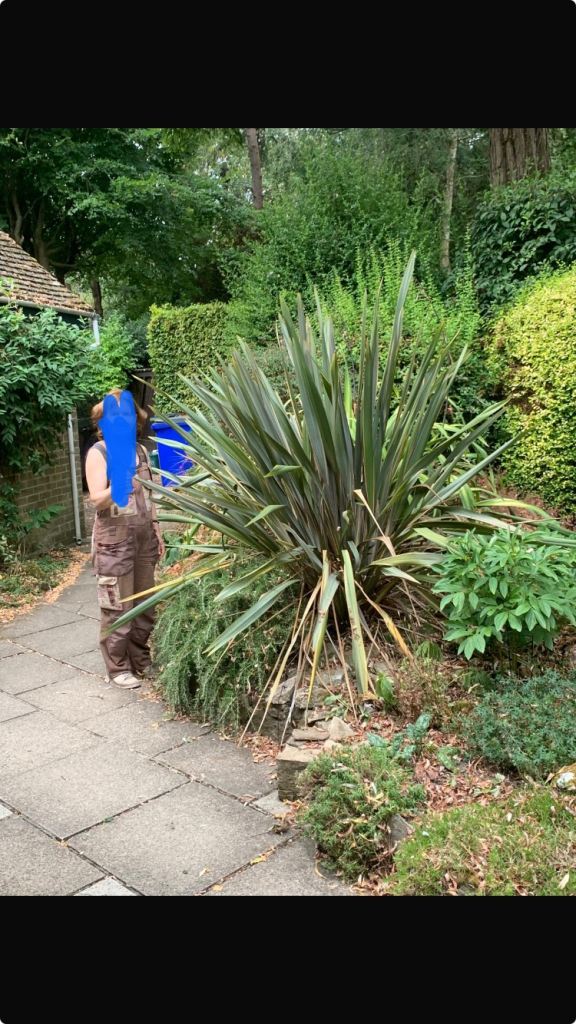 Large Phormium Plants for garden