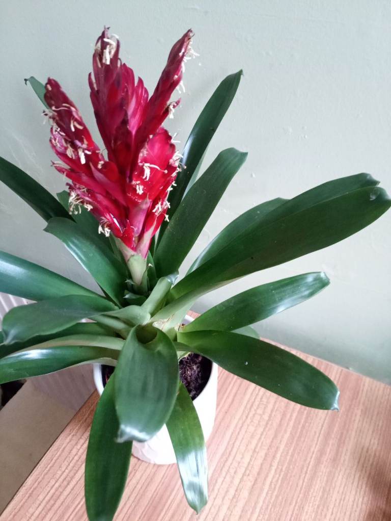 House plant 