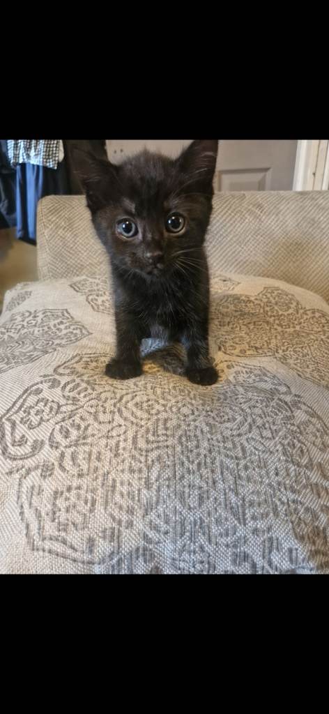 Kittens for sale 8 weeks old