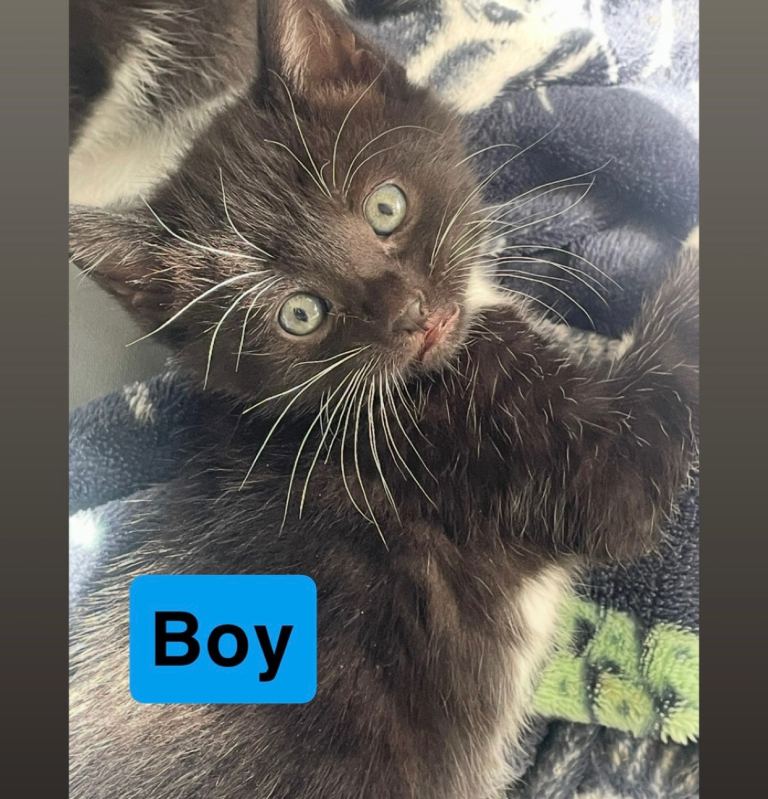 Mixed breed kittens for sale 