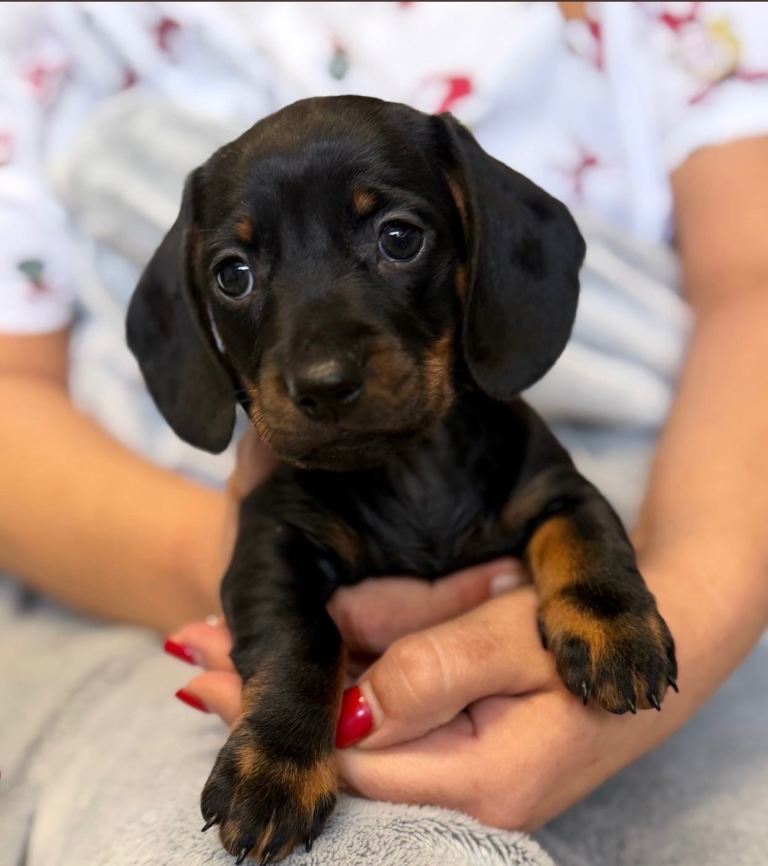 BEAUTIFUL DACHSHUND KC REG 