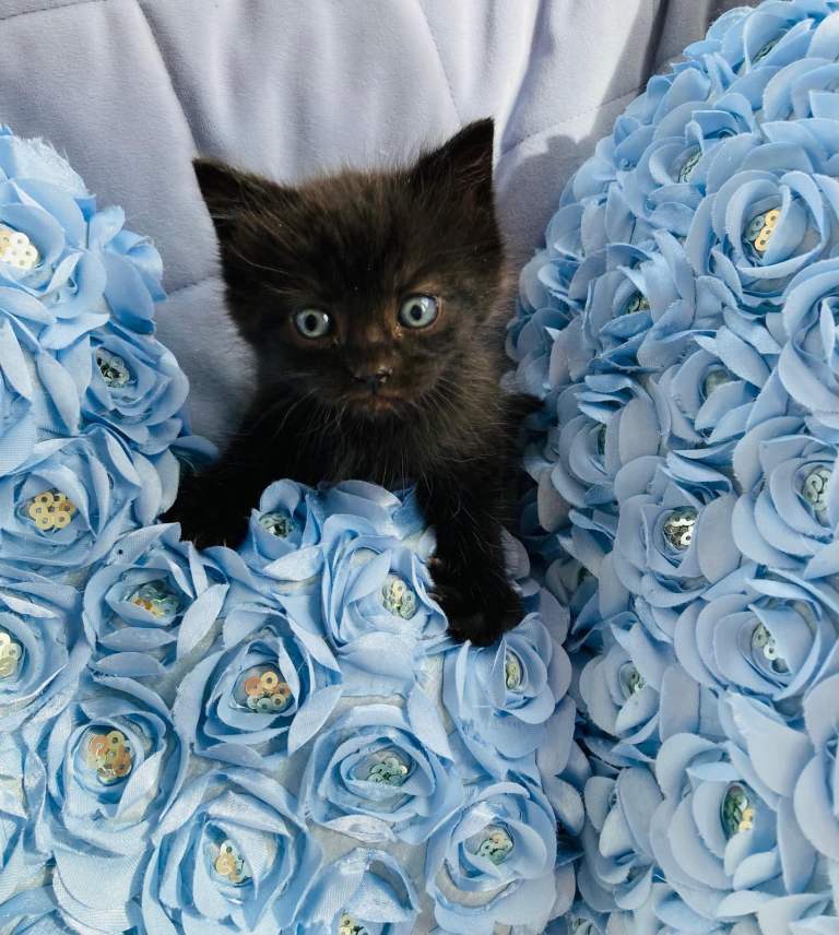  🩷Fluffy Kittens🩵