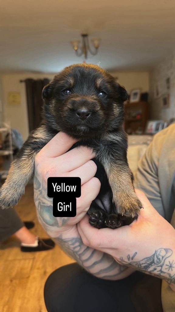 3/4 German shepherd 1/4 Rottweiler puppies