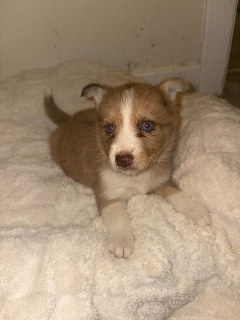 Beautiful Husky x Australian Shepherd Puppies – Litter of 9