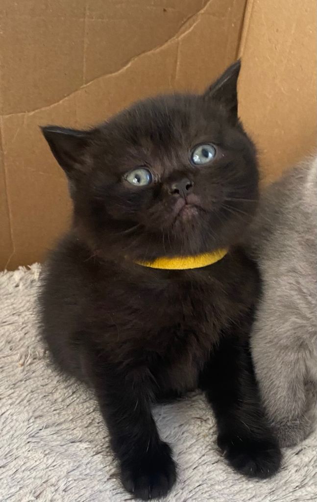 British Shorthair Kittens 