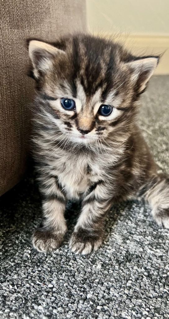 Maine coon tabby kitten and two black kittens 