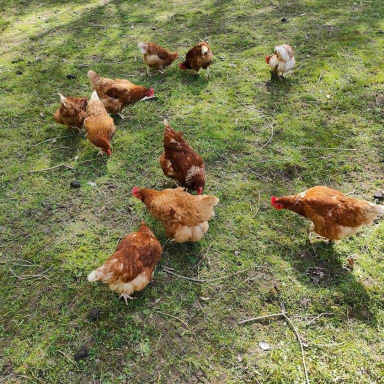 Chickens approx 2 year old